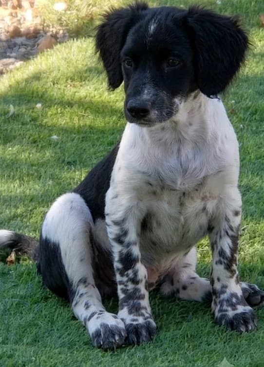 Belka, female puppy mixed breed for adoption at 2nd Chance Dogs