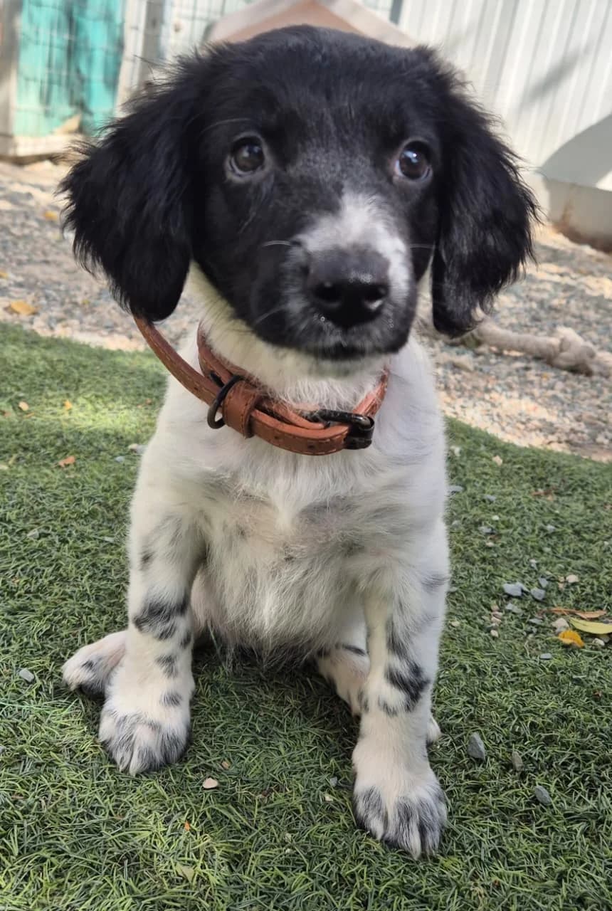 Alyssa, female puppy mixed breed for adoption at 2nd Chance Dogs