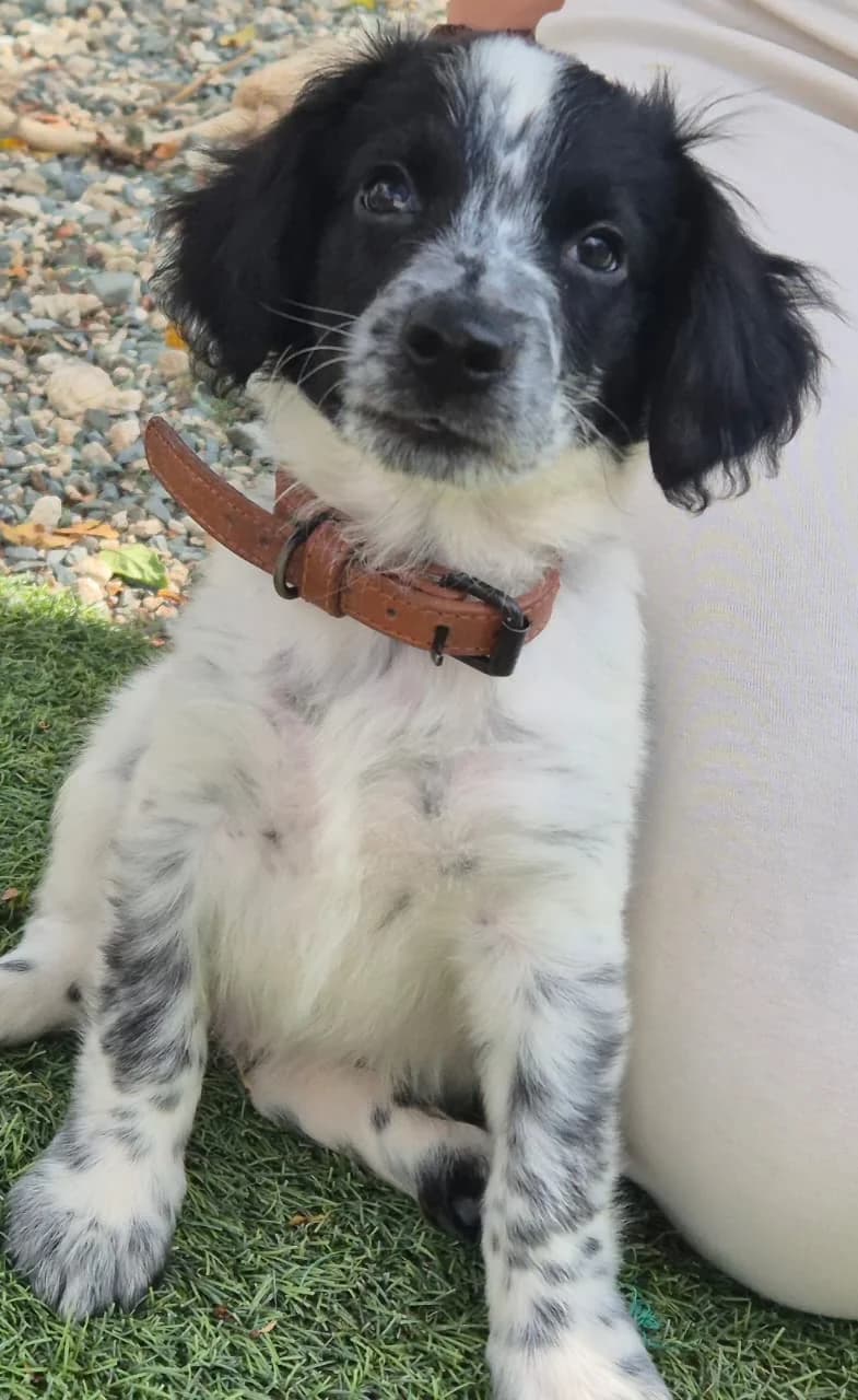 Arryk, male puppy mixed breed for adoption at 2nd Chance Dogs