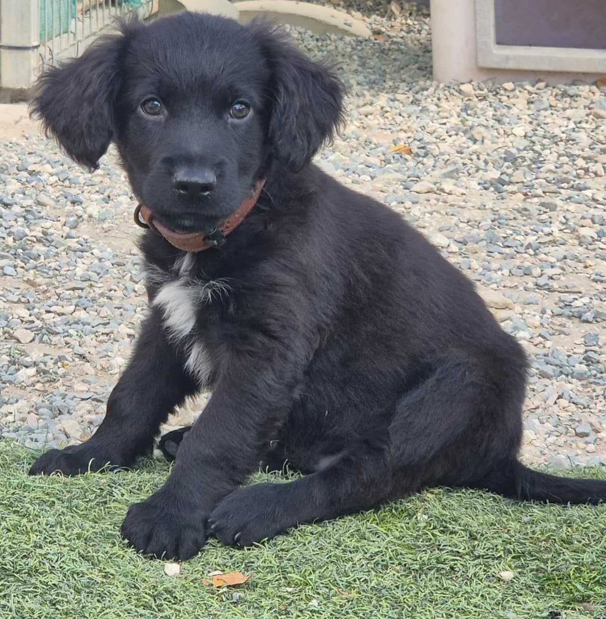 Erryk, male puppy mixed breed for adoption at 2nd Chance Dogs