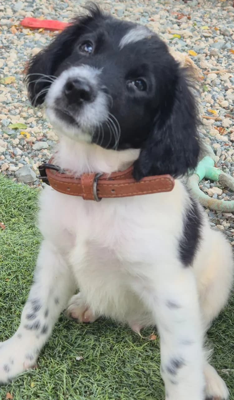 Arlan, male puppy mixed breed for adoption at 2nd Chance Dogs