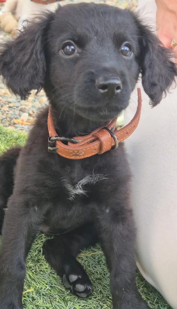 Alyne, female puppy mixed breed for adoption at 2nd Chance Dogs