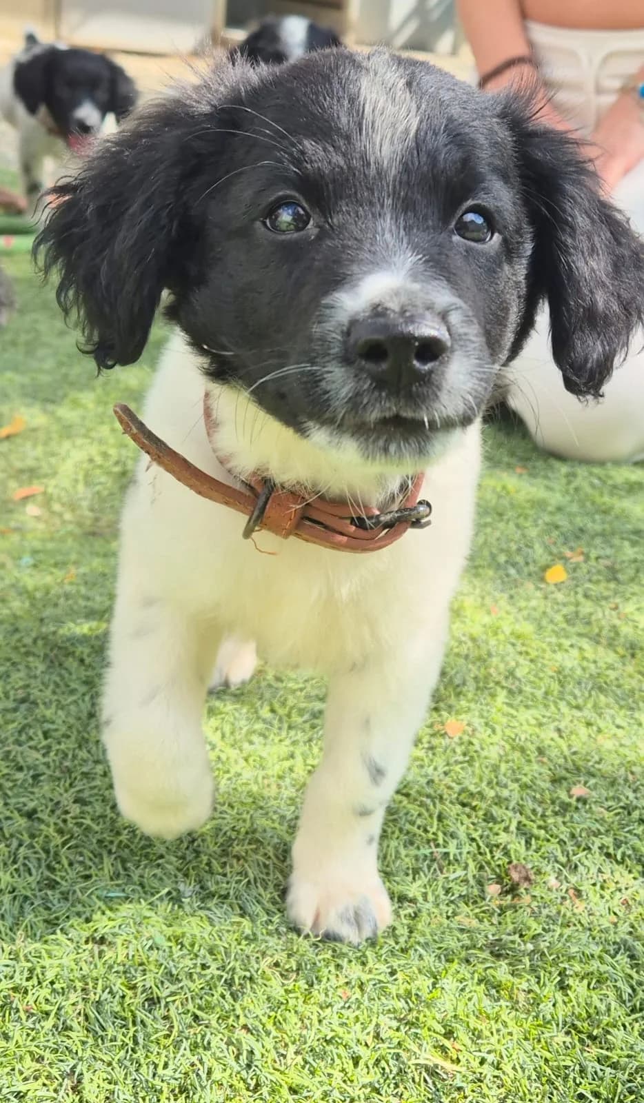 Aeron, male puppy mixed breed for adoption at 2nd Chance Dogs