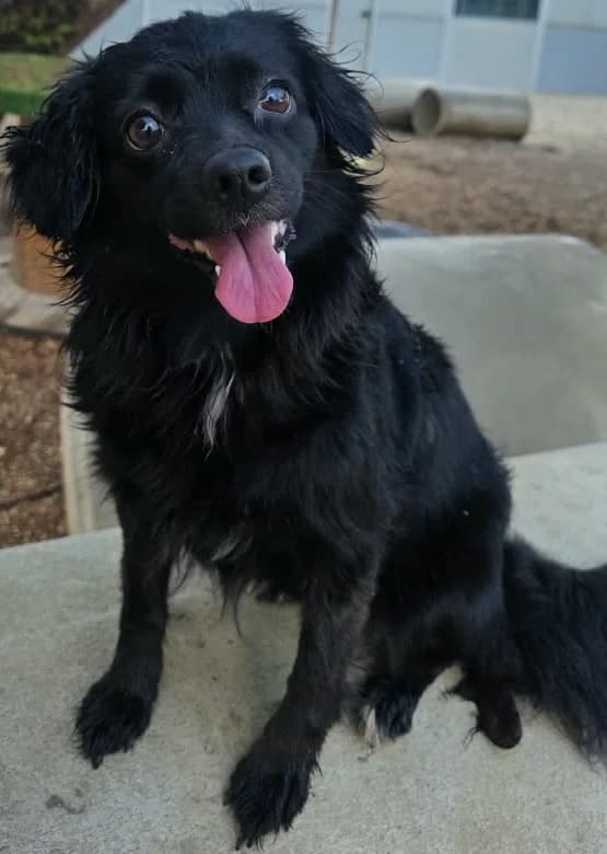 Una, female 4yo mixed breed for adoption at 2nd Chance Dogs