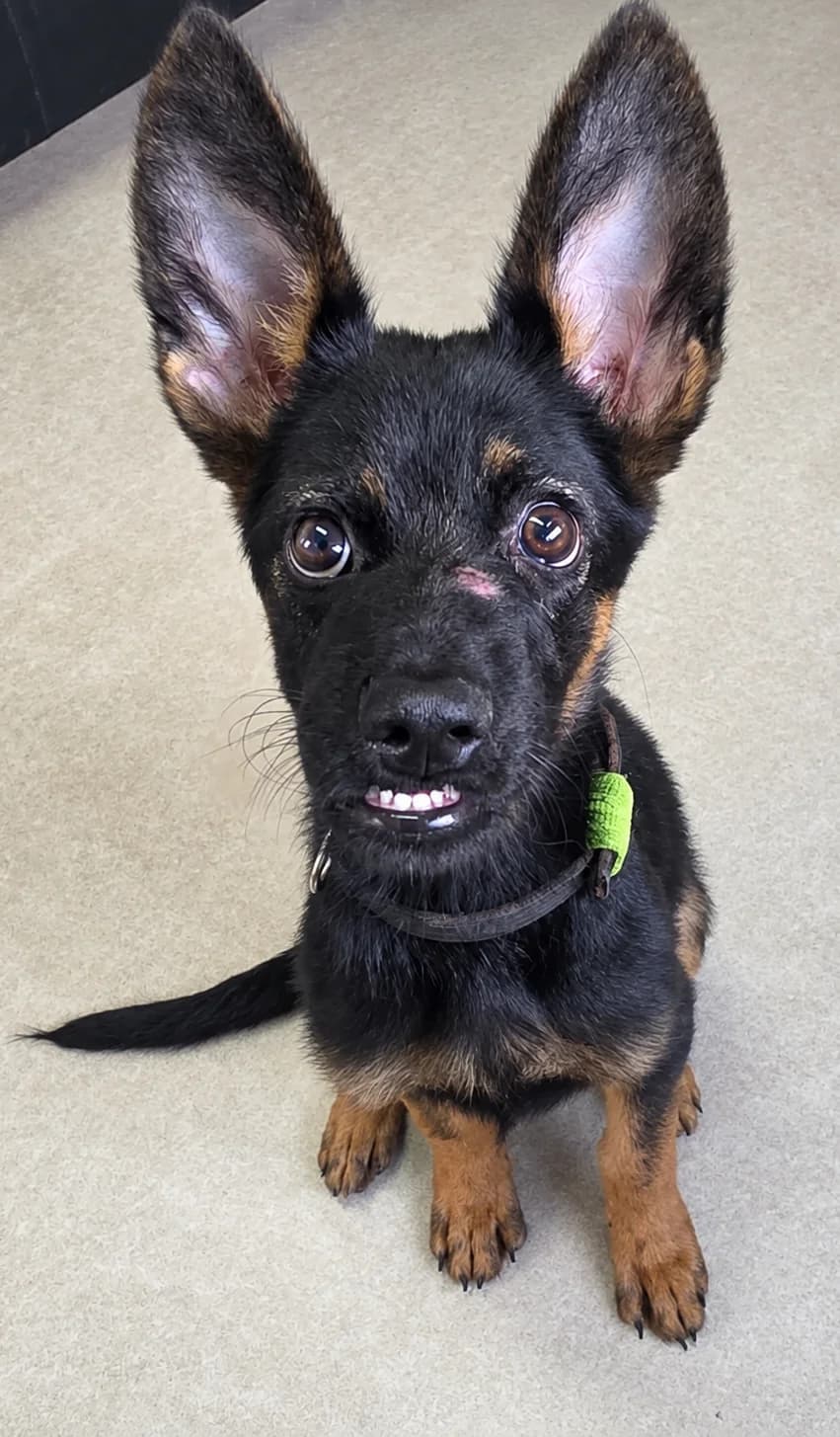 Chopper, male puppy mixed breed for adoption at 2nd Chance Dogs