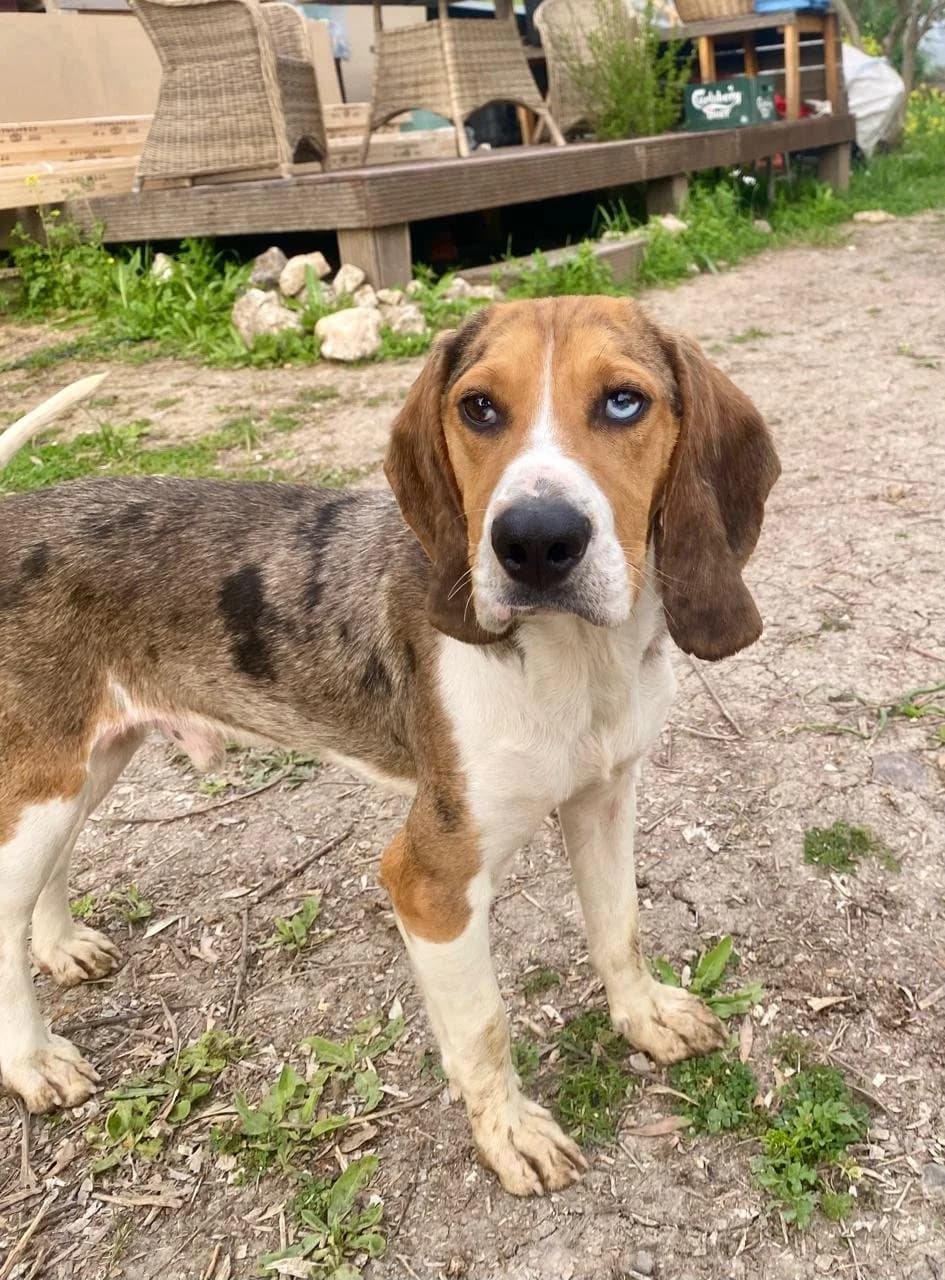 Baxter, 3yo Beagle for adoption at A.I.R.S. Foundation