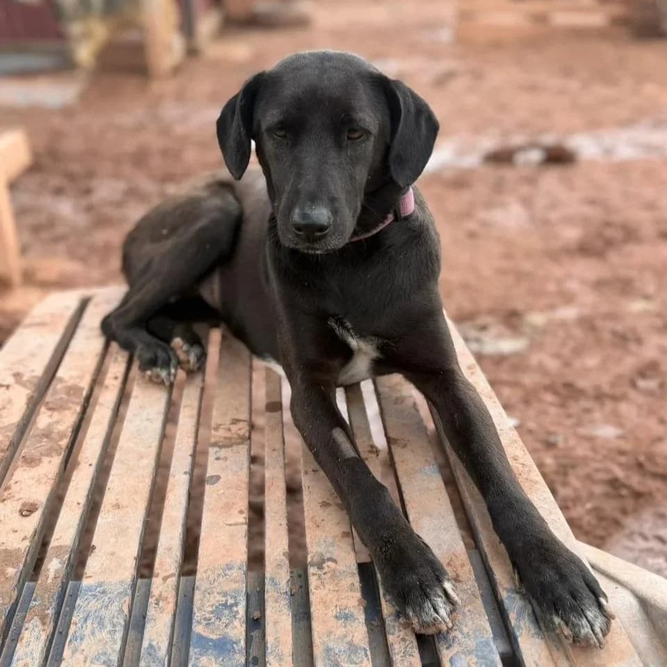 Luna, 3yo Mixed Breed for adoption at A.I.R.S. Foundation
