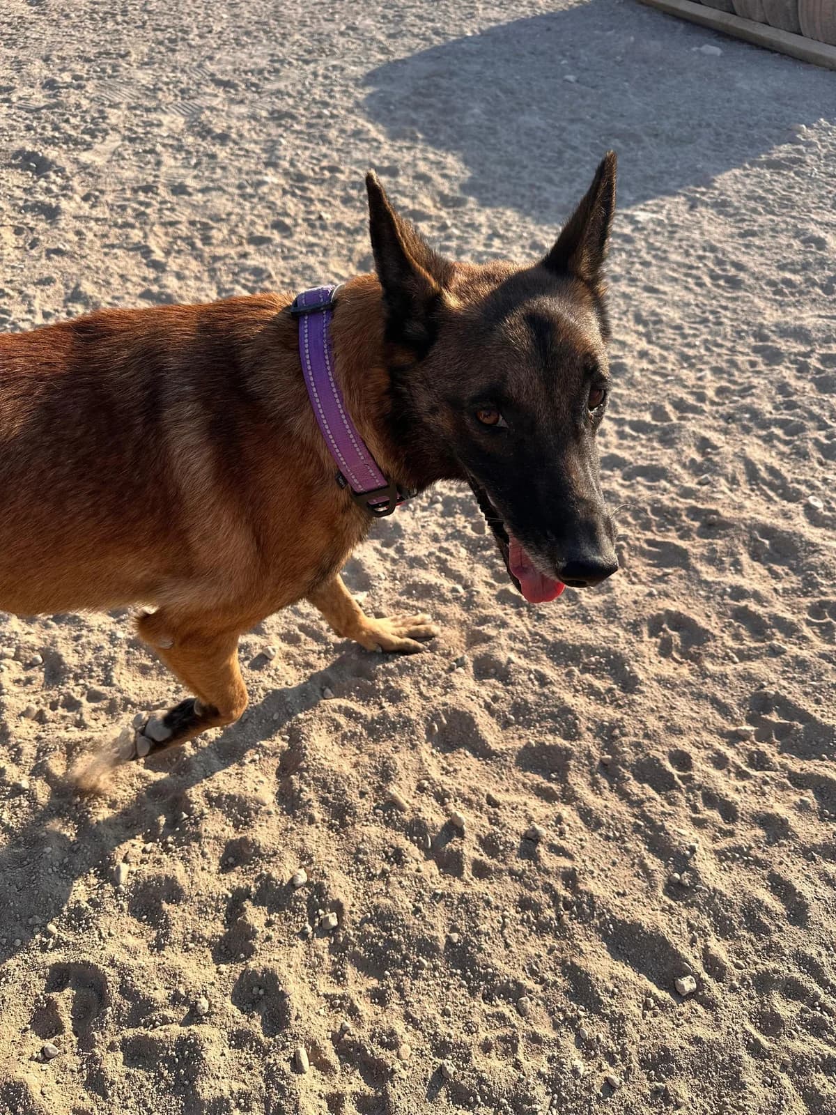 Rex, mediumrex is a bright Belgian Malinois for adoption at A.I.R.S. Foundation