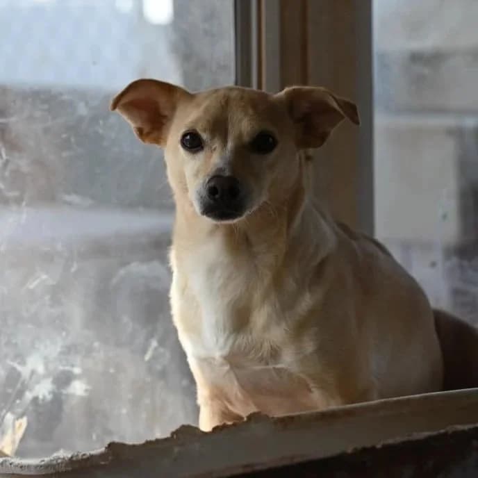 Lily K217 Lucky, senior Mixed Breed for adoption at A.I.R.S. Foundation