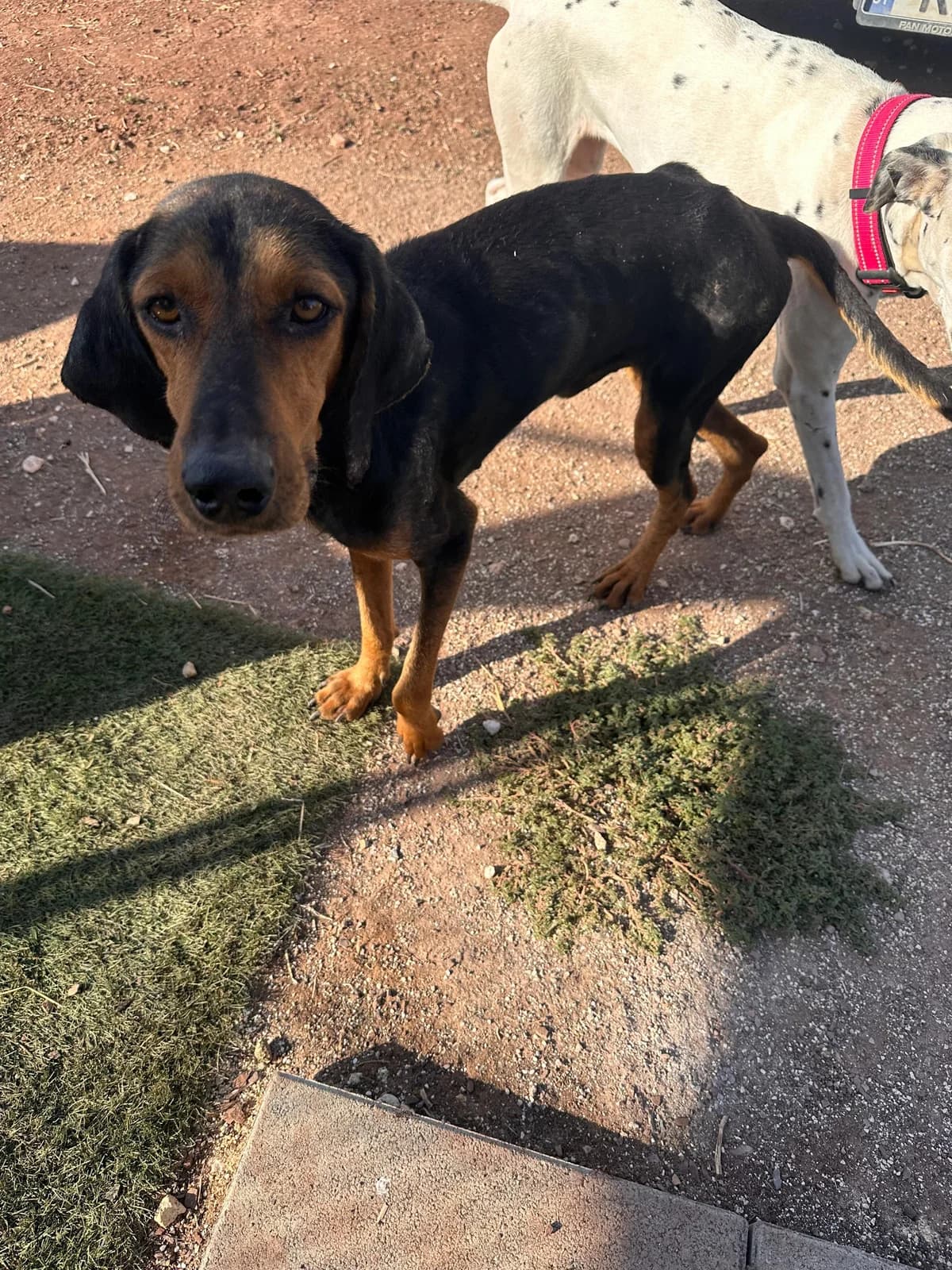 Arlo, 3yo Mixed Breed for adoption at A.I.R.S. Foundation