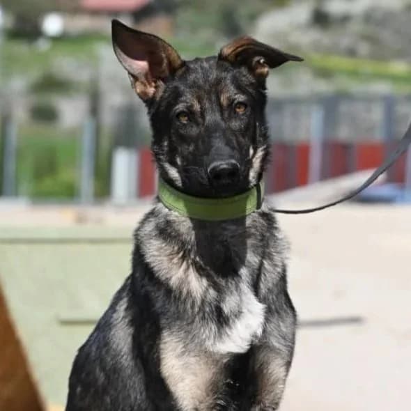 Shuri, young Mixed Breed for adoption at A.I.R.S. Foundation