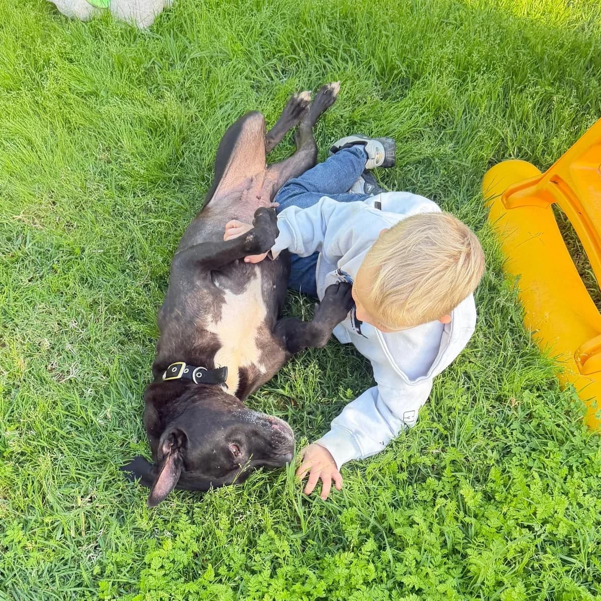 Sadie, 5yo Mixed Breed for adoption at A.I.R.S. Foundation