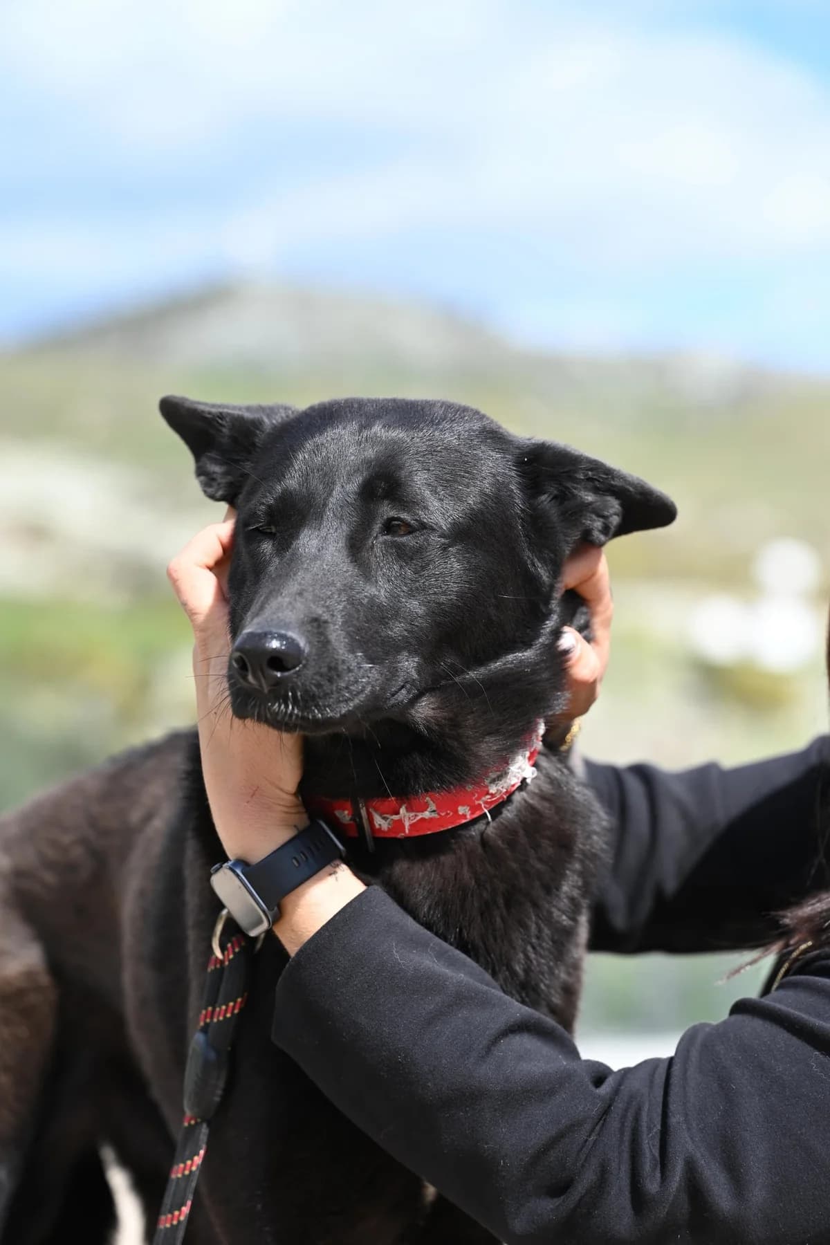 Nami, senior Mixed Breed for adoption at A.I.R.S. Foundation