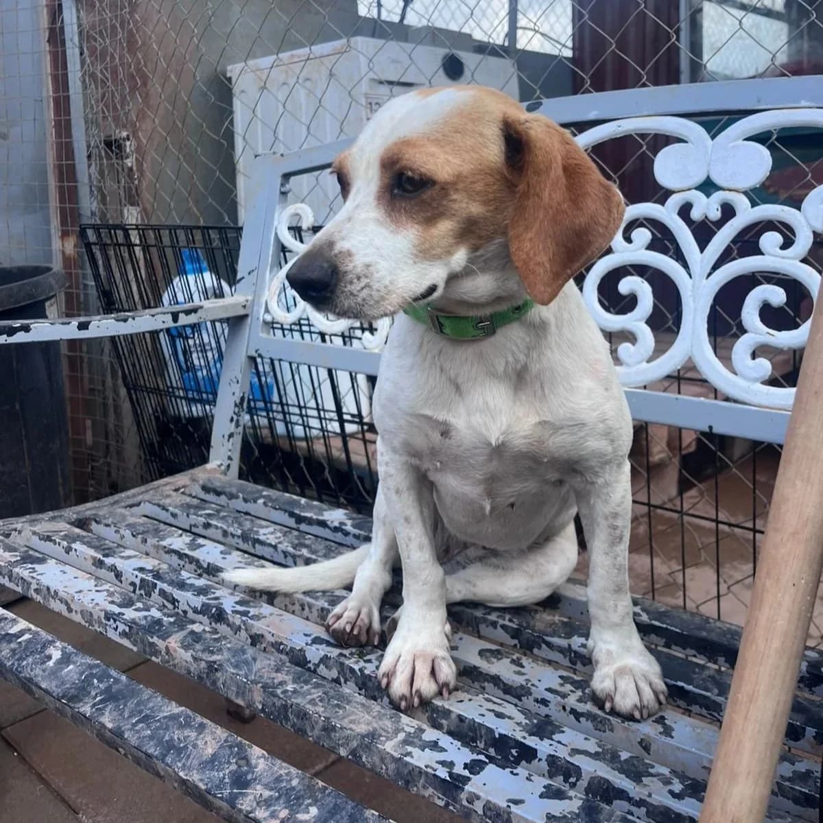 Rosie, 3yo Beagle for adoption at A.I.R.S. Foundation