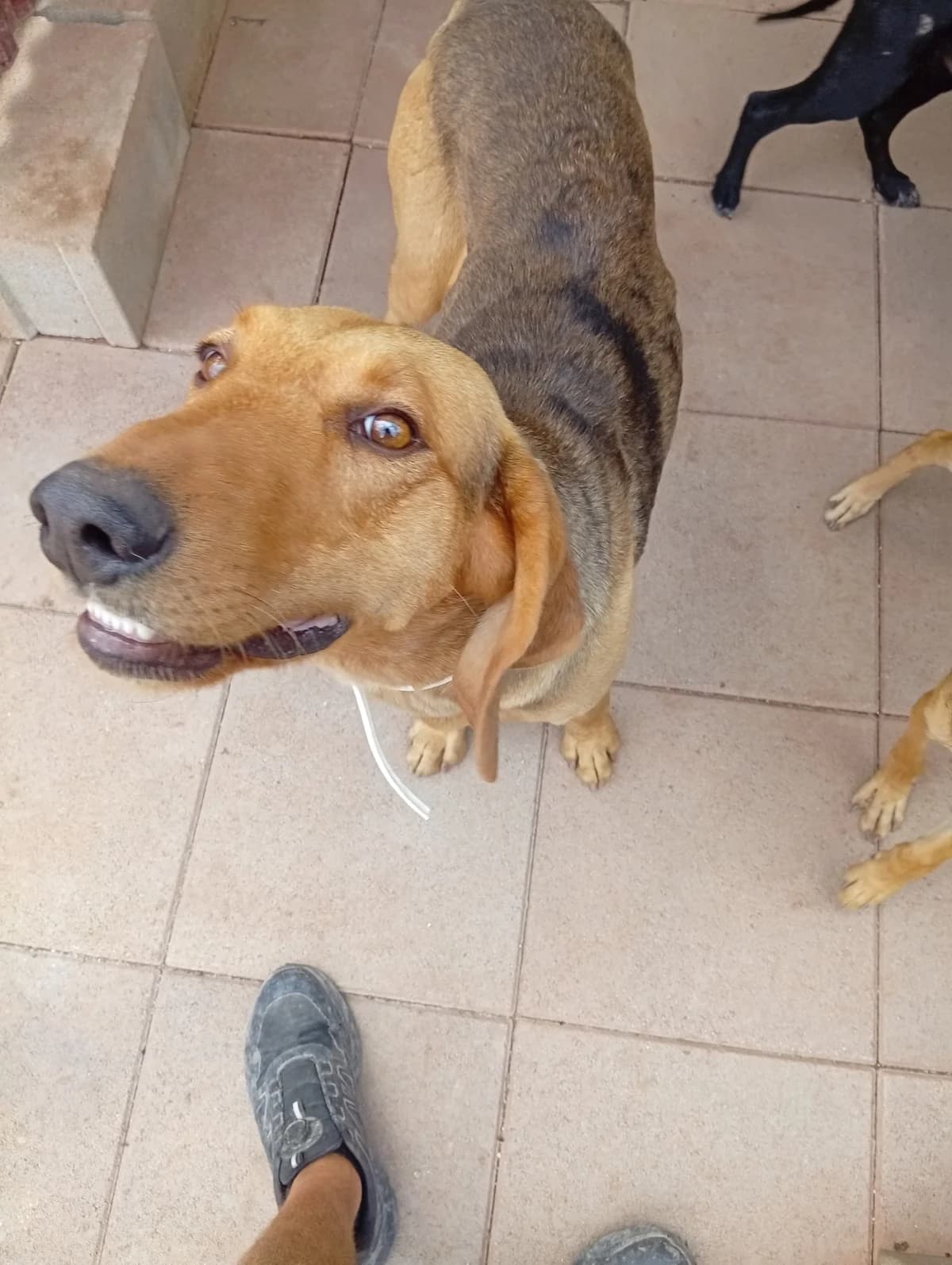 Bruno, tan young mixed breed for adoption at A.I.R.S. Foundation