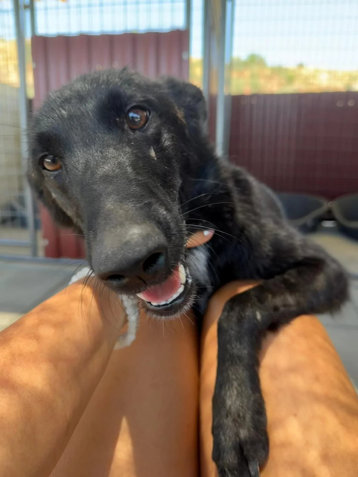 Zamira, Belgian Malinois for adoption at A.I.R.S. Foundation