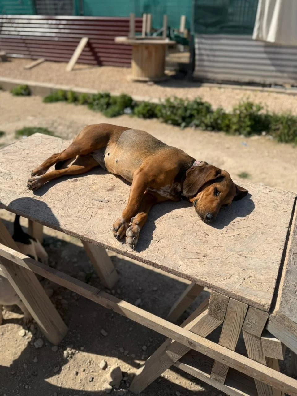 JJ, 3yo Mixed Breed for adoption at A.I.R.S. Foundation