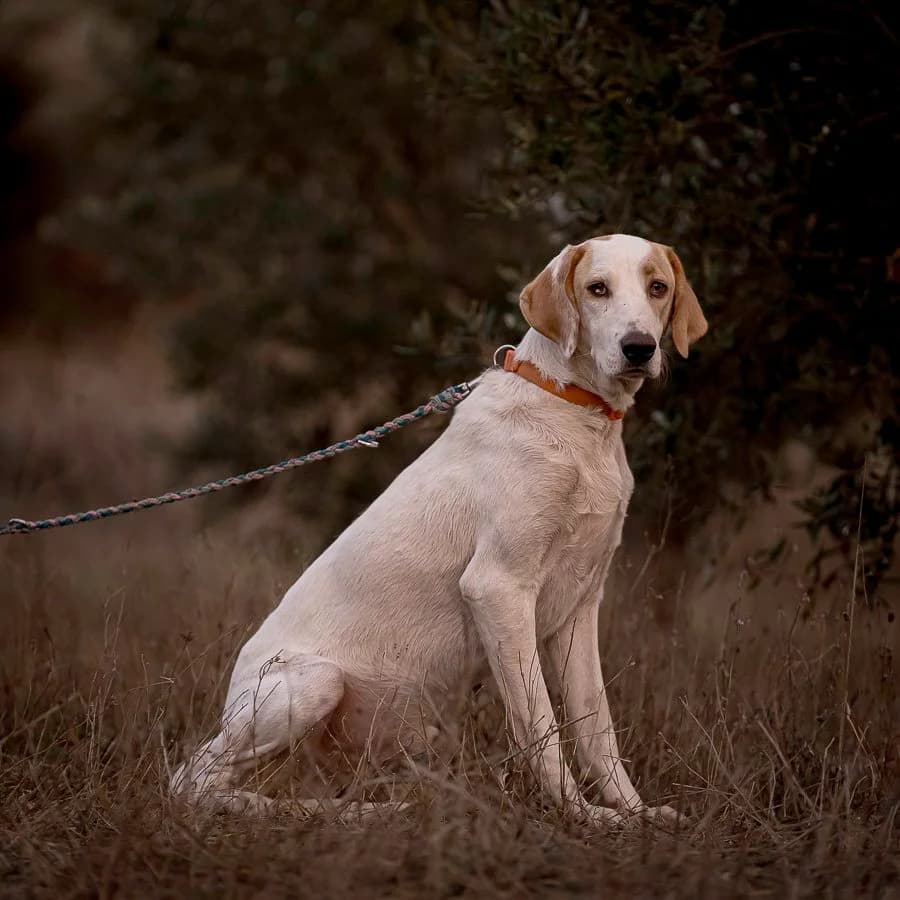 Stanley, 3yo Mixed Breed for adoption at A.I.R.S. Foundation