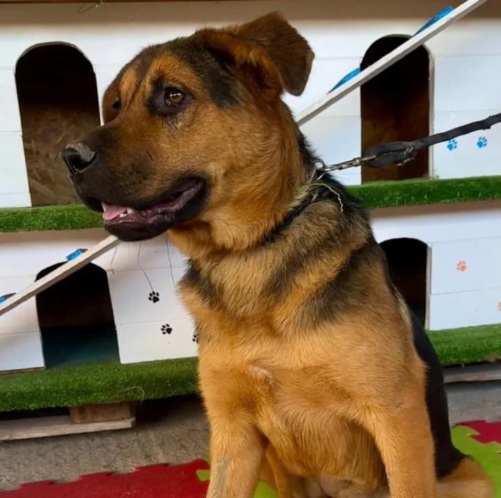 Allessia, female mixed breed for adoption at Animal Rescue Cyprus, Paphos