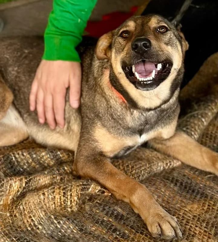 Athena, mixed breed for adoption at Animal Rescue Cyprus, Paphos