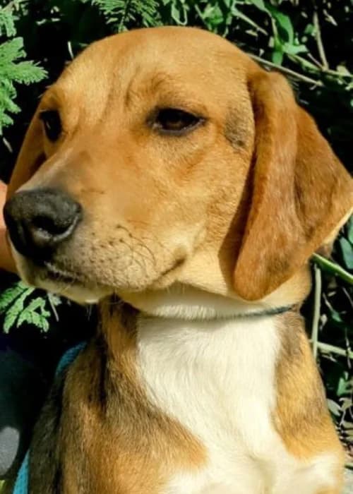 Athos, mixed breed for adoption at Animal Rescue Cyprus, Paphos
