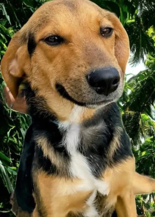 Bella, female mixed breed for adoption at Animal Rescue Cyprus, Paphos