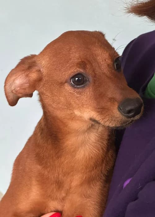 Bundle, mixed breed for adoption at Animal Rescue Cyprus, Paphos