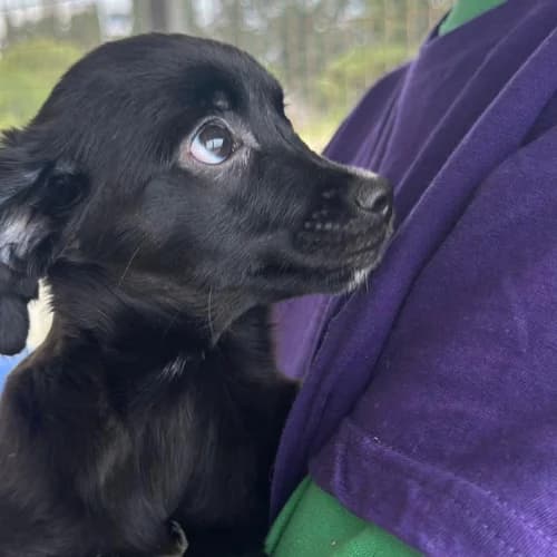Chico, mixed breed for adoption at Animal Rescue Cyprus, Paphos