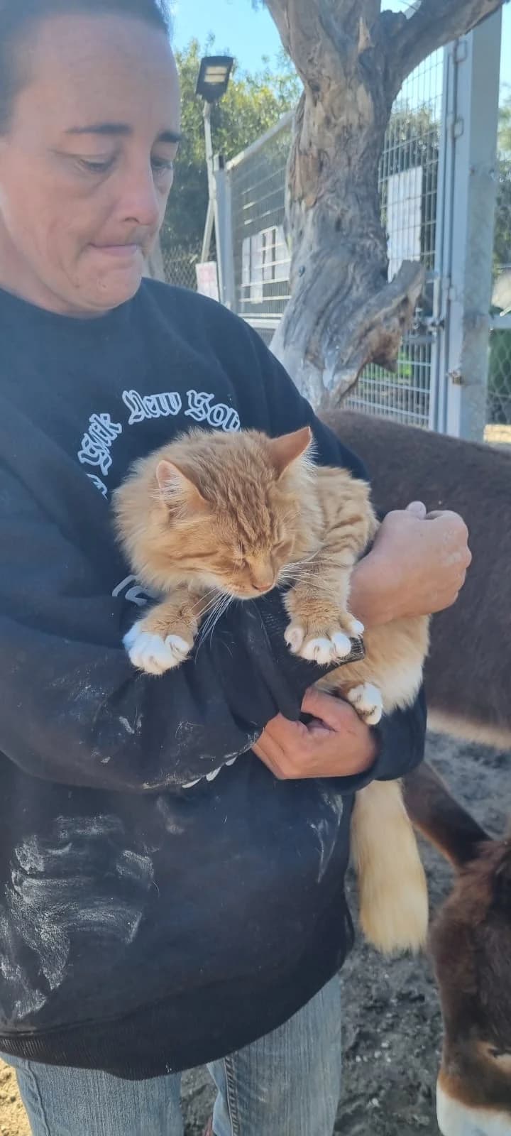 Cleo, mixed breed for adoption at Animal Rescue Cyprus, Paphos