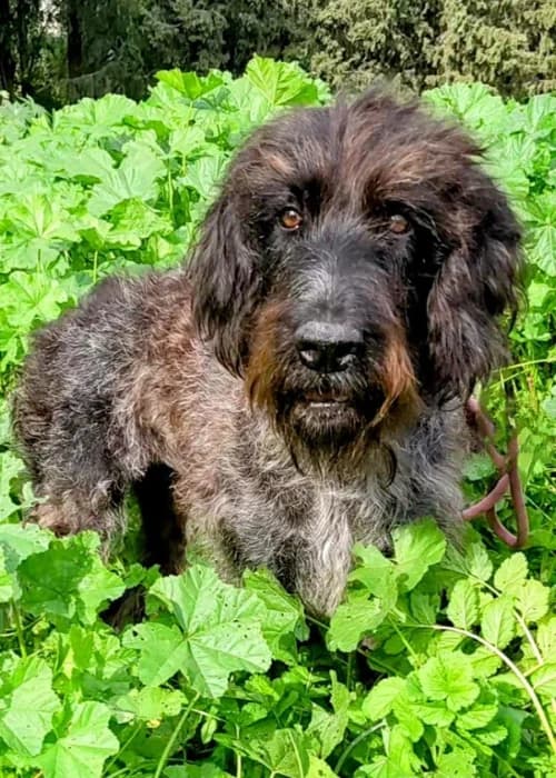 Elpida, mixed breed for adoption at Animal Rescue Cyprus, Paphos