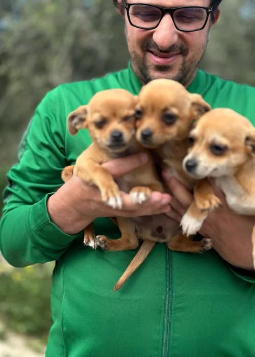 Emily Elsa And Gino, mixed breed for adoption at Animal Rescue Cyprus, Paphos
