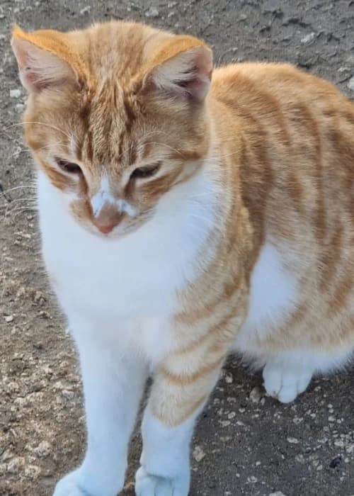 Ginger, mixed breed for adoption at Animal Rescue Cyprus, Paphos