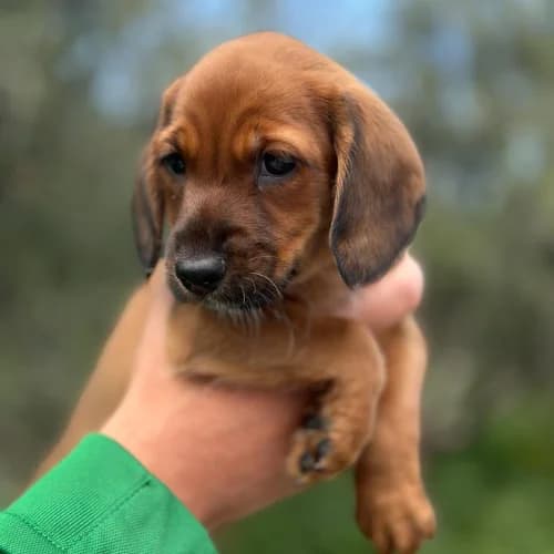 Jackie, mixed breed for adoption at Animal Rescue Cyprus, Paphos