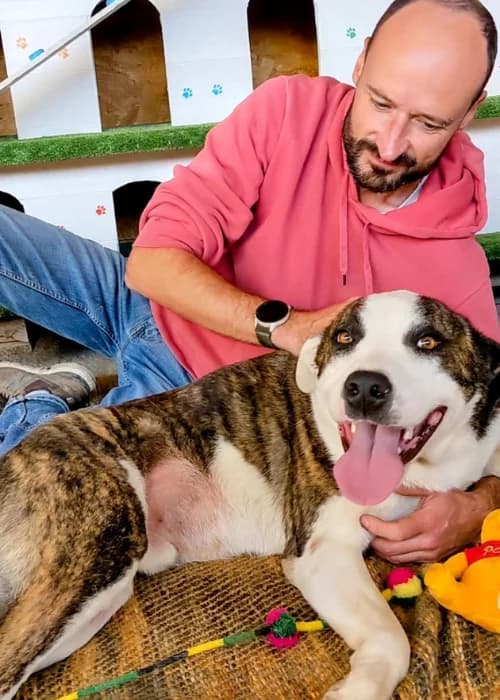 Joker, mixed breed for adoption at Animal Rescue Cyprus, Paphos