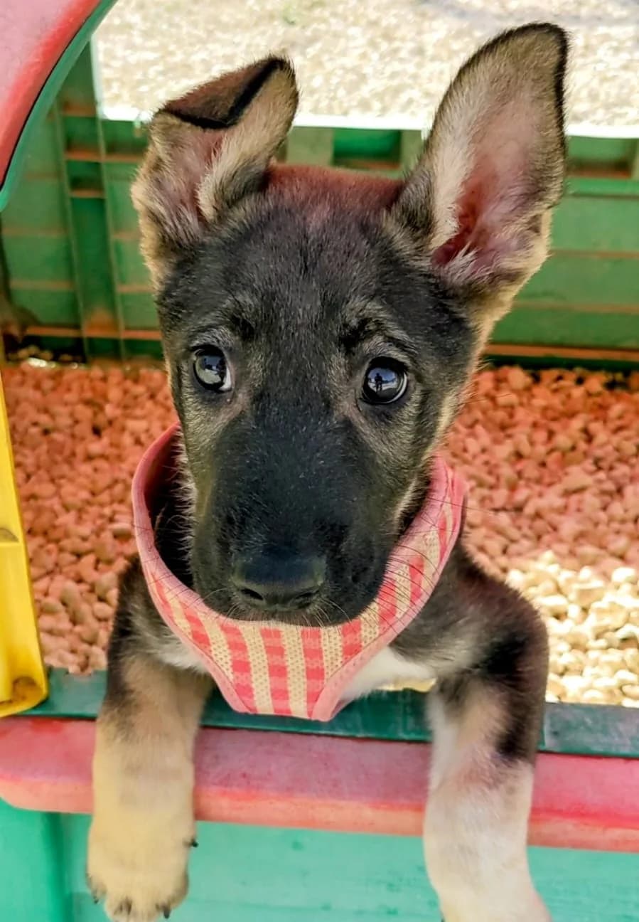 Max, mixed breed for adoption at Animal Rescue Cyprus, Paphos