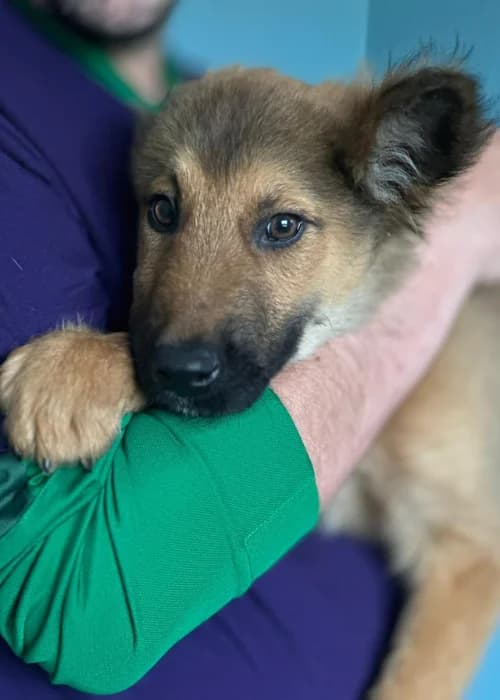 Missy, mixed breed for adoption at Animal Rescue Cyprus, Paphos