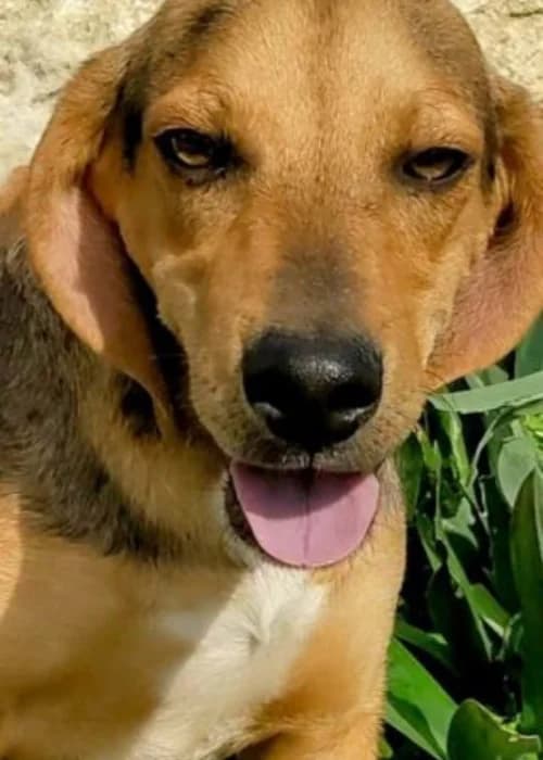 Porthos, mixed breed for adoption at Animal Rescue Cyprus, Paphos