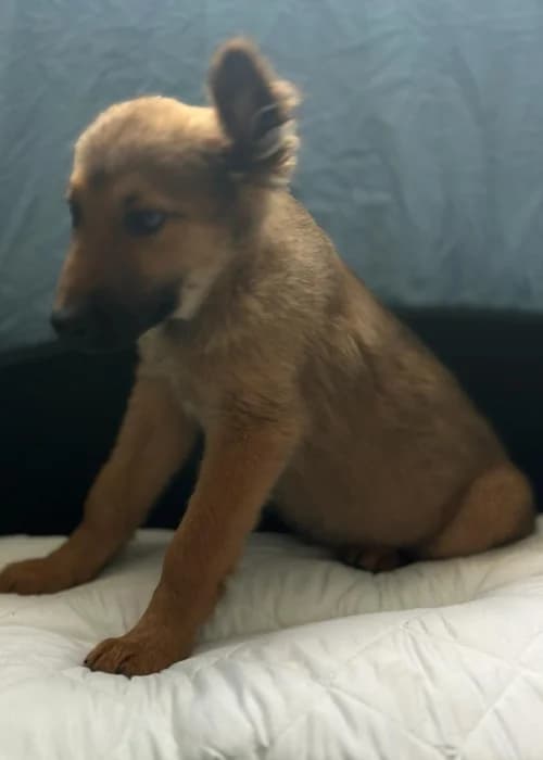 Rex, mixed breed for adoption at Animal Rescue Cyprus, Paphos