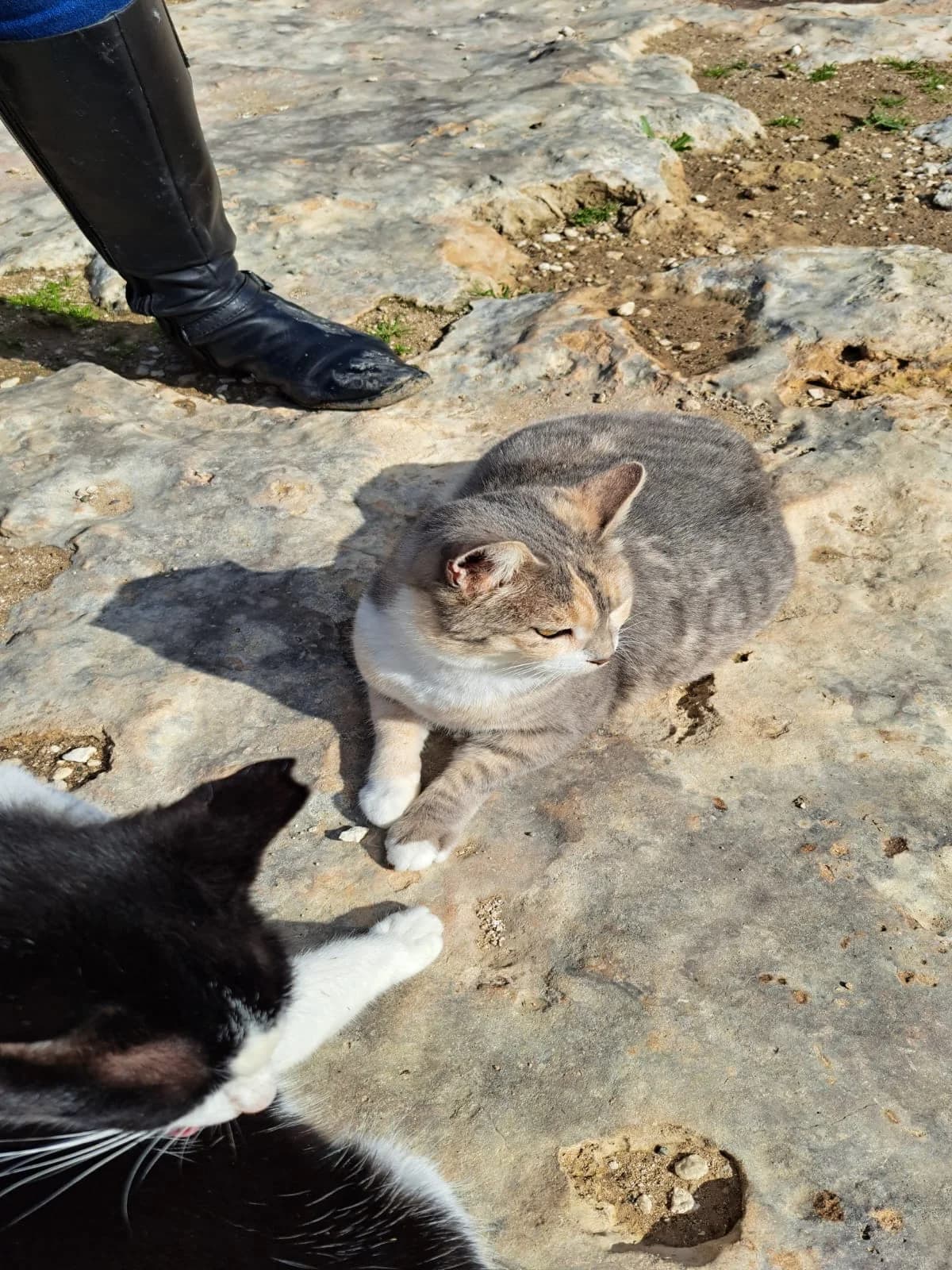 Rose, mixed breed for adoption at Animal Rescue Cyprus, Paphos