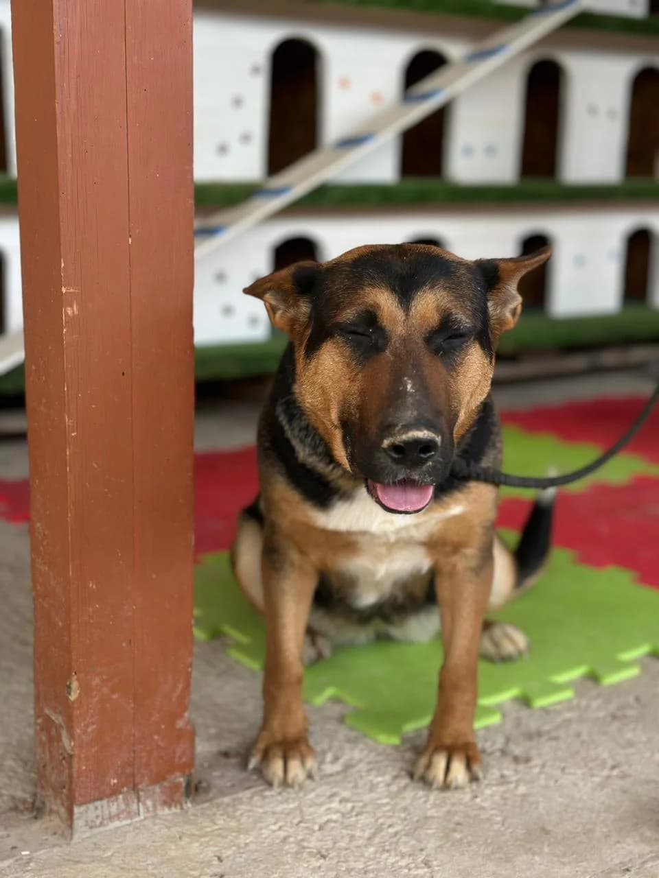 Roxy, female mixed breed for adoption at Animal Rescue Cyprus, Paphos