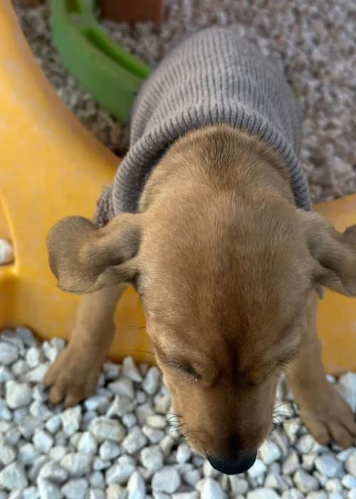 Sam, mixed breed for adoption at Animal Rescue Cyprus, Paphos