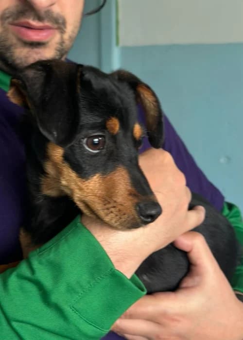 Speedy, mixed breed for adoption at Animal Rescue Cyprus, Paphos