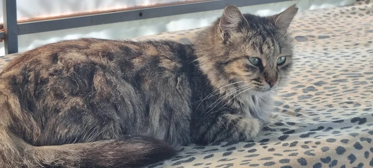 Tab, mixed breed for adoption at Animal Rescue Cyprus, Paphos