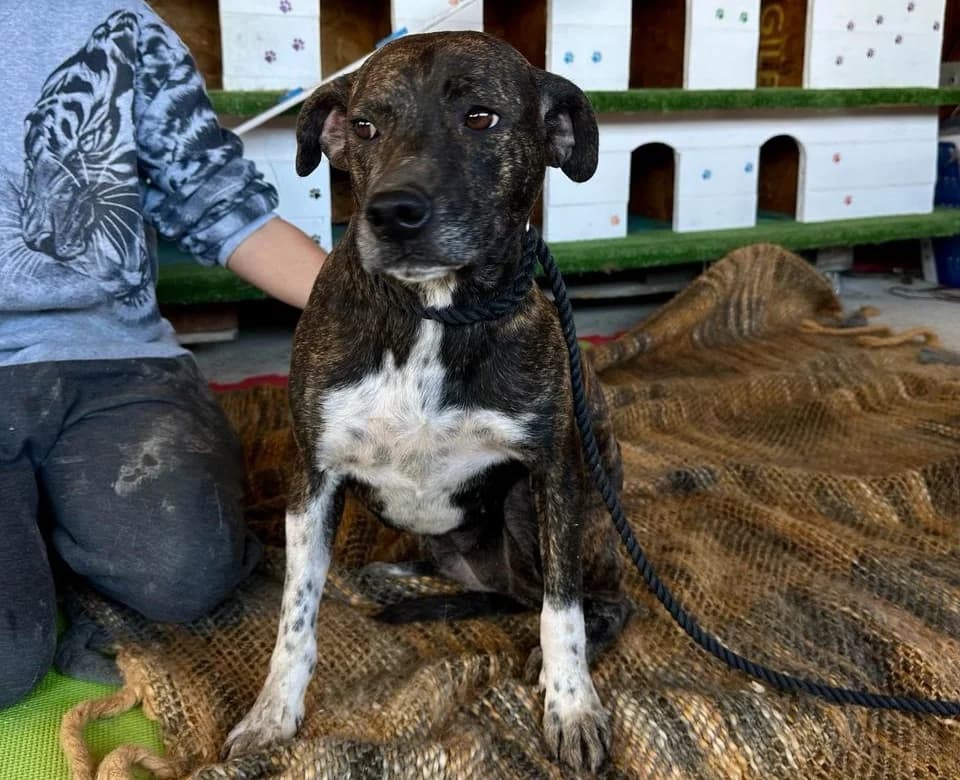 Tammy, mixed breed for adoption at Animal Rescue Cyprus, Paphos