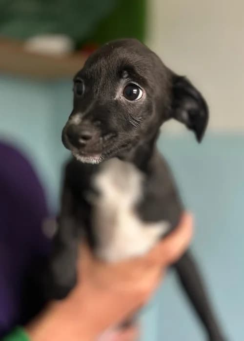 Tiny, mixed breed for adoption at Animal Rescue Cyprus, Paphos