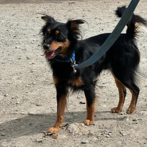 Zorro, mixed breed for adoption at Animal Rescue Cyprus, Paphos