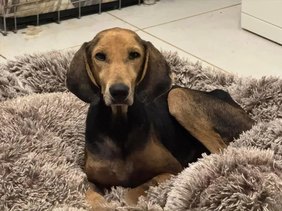 Doug, male 3yo Labrador Retriever for adoption at Cyprus Dog Rescue, Paphos