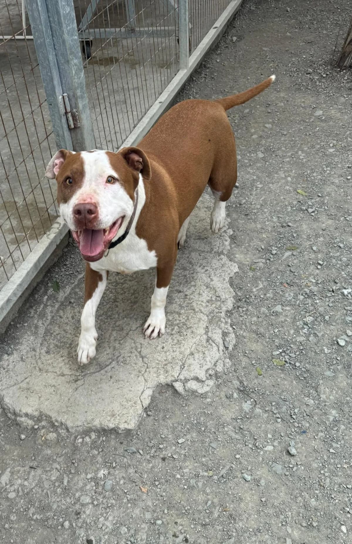 Candy Lola, female 5yo Mixed Breed for adoption at Dali Dog Rescue UK, Dali