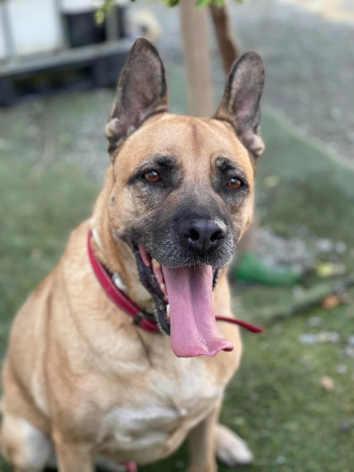Aris, male 5yo Mixed Breed for adoption at Dali Dog Rescue UK, Dali