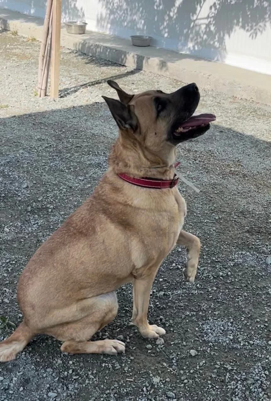 Aris ๐จ๐พ, male 5yo Mixed Breed for adoption at Dali Dog Rescue UK, Dali
